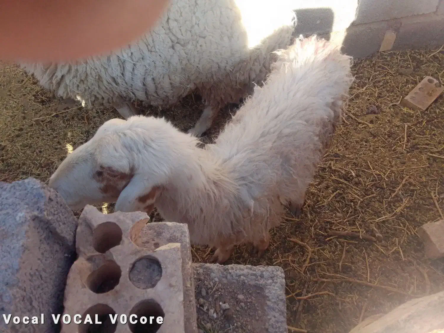 فروش میش وبره|حیوانات مزرعه|رفسنجان, |دیوار