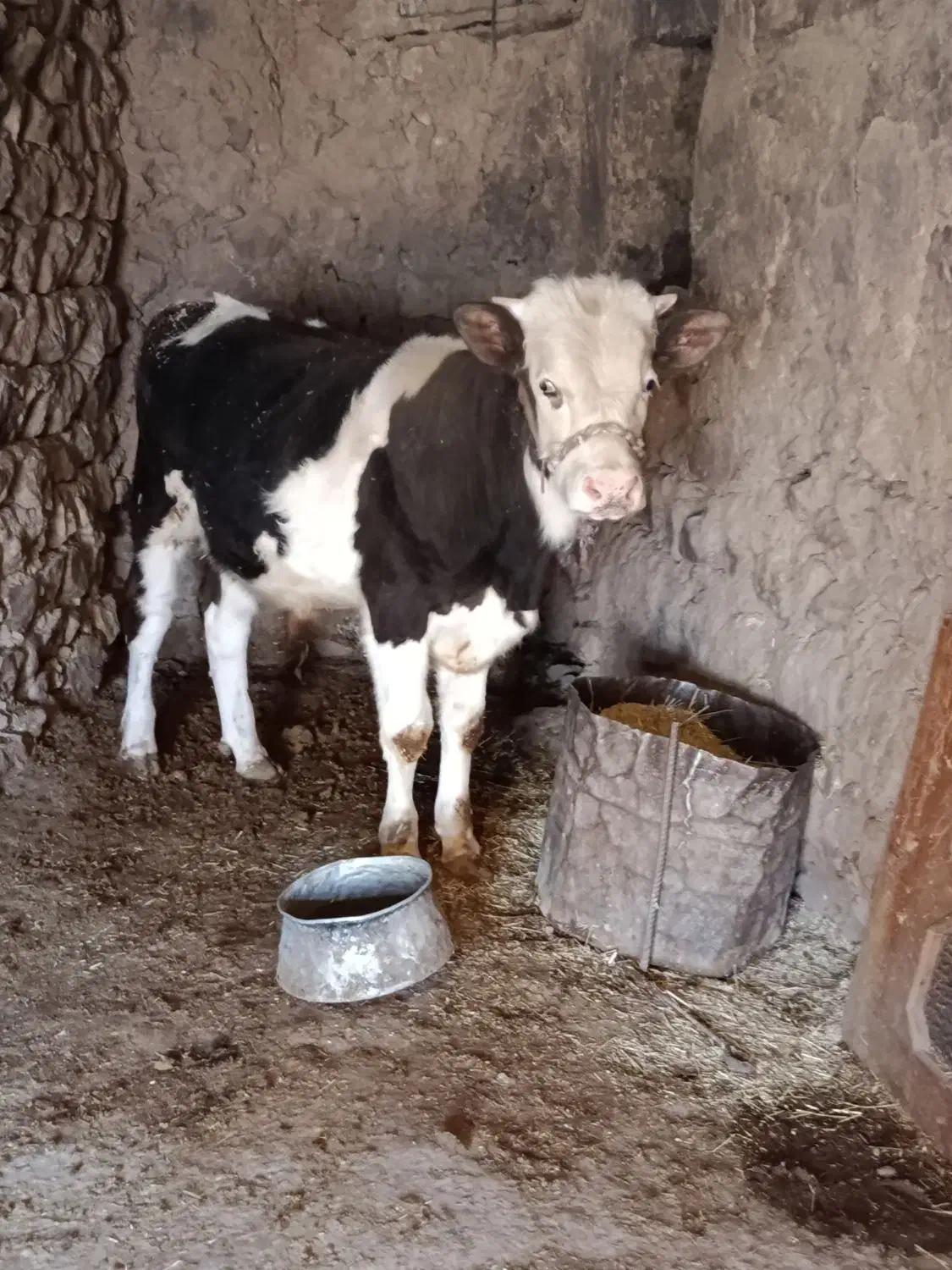 گاو و گوساله هلشتاین|حیوانات مزرعه|گوآور, |دیوار