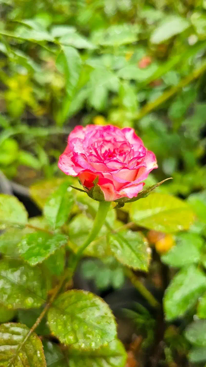 نیازمند نیروی کار|خدمات باغبانی و درختکاری|لاهیجان, طالقانی|دیوار