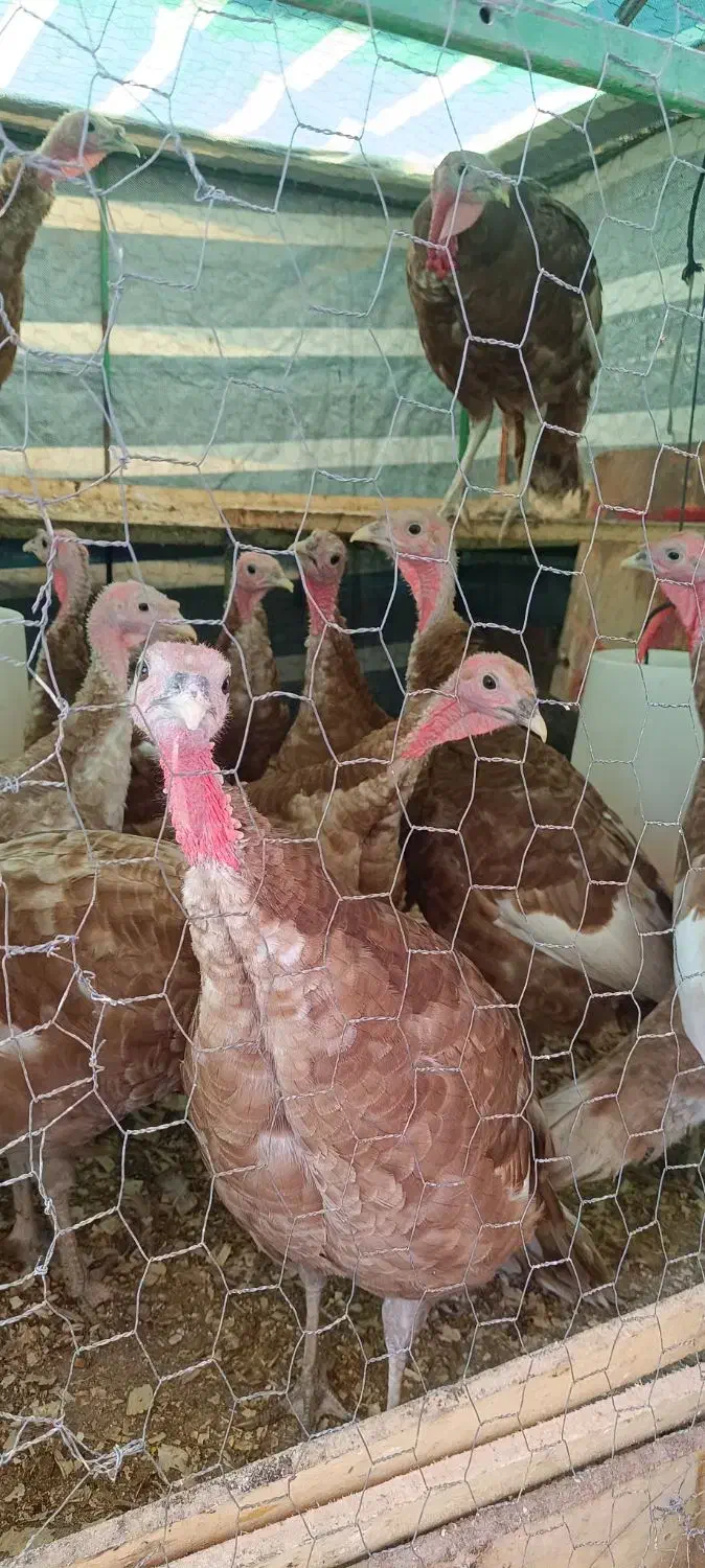 بوقلمون بوربون،1500تومان|حیوانات مزرعه|ماهیدشت, |دیوار