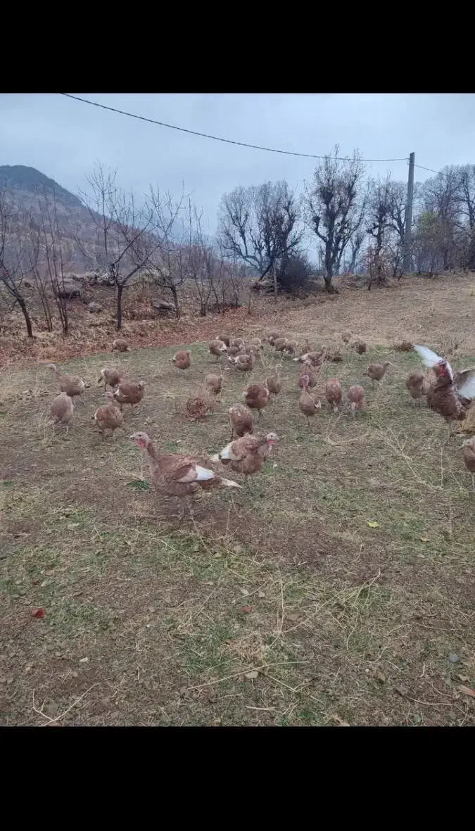 بوقلمون برنز و بوربون محلی|حیوانات مزرعه|قروه, |دیوار