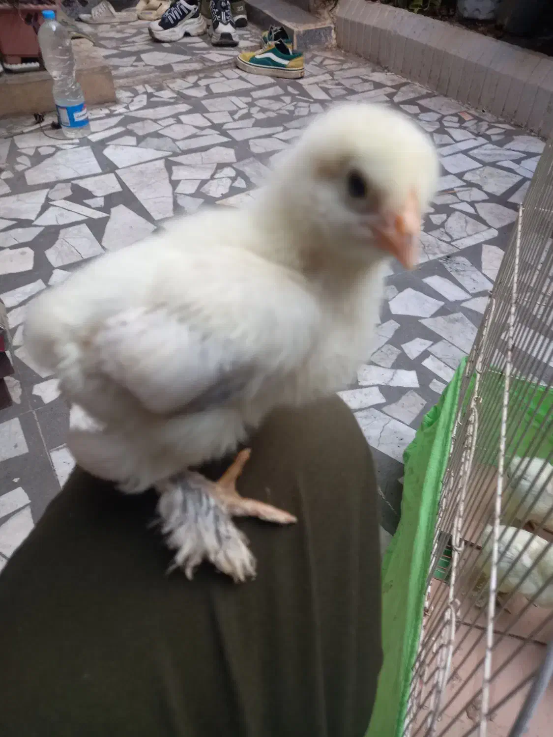 برهما|حیوانات مزرعه|رشت, باهنر|دیوار