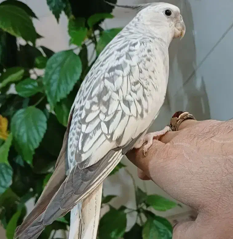 فروش پرنده|پرنده|سامان, |دیوار