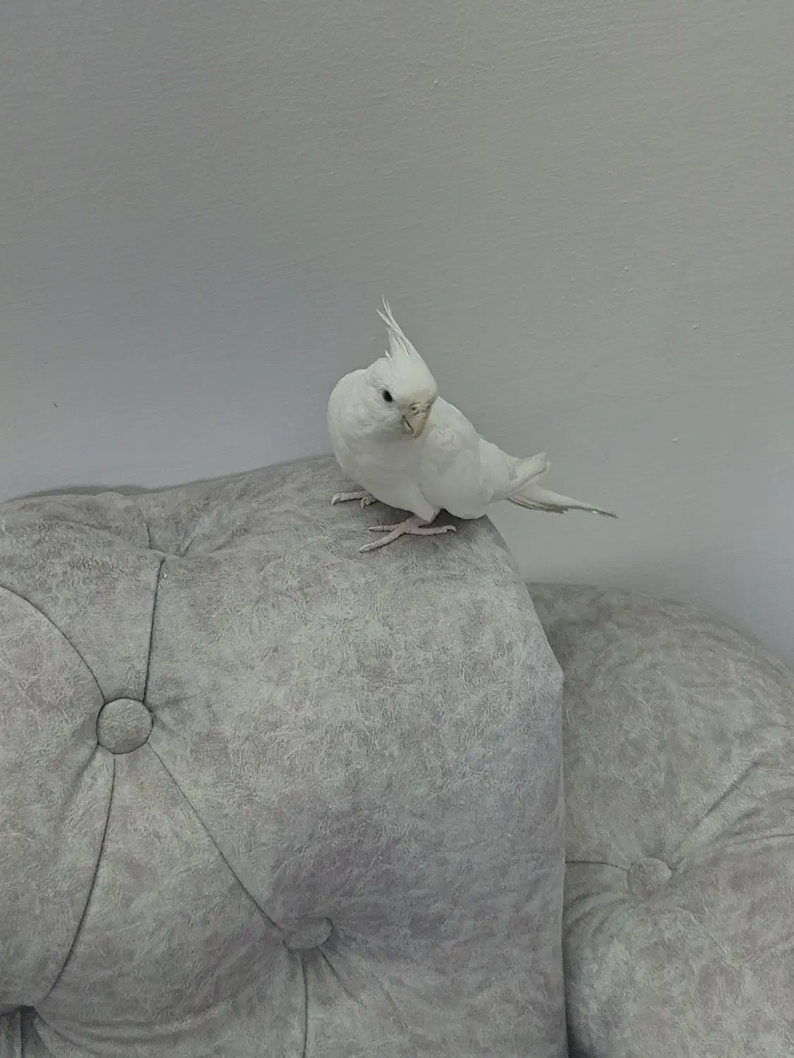 عروس هلندی|پرنده|اسلام‌شهر, شهرک سعیدیه|دیوار