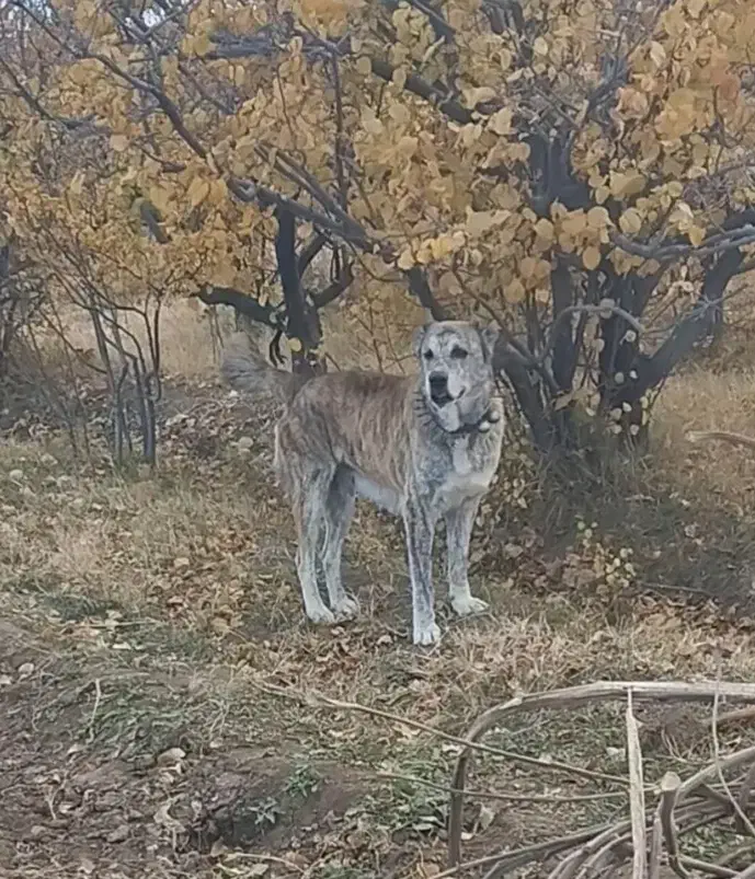 سگ ماده رخ افغان بشرط گله وگرگ|سگ|سبزوار, رباط|دیوار