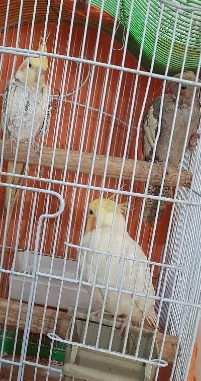 طوطی عروس هلندی|پرنده|آبیک, |دیوار