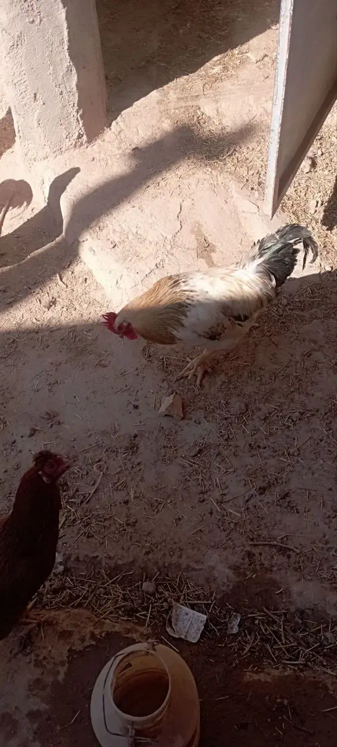 خروس|حیوانات مزرعه|قوچان, |دیوار