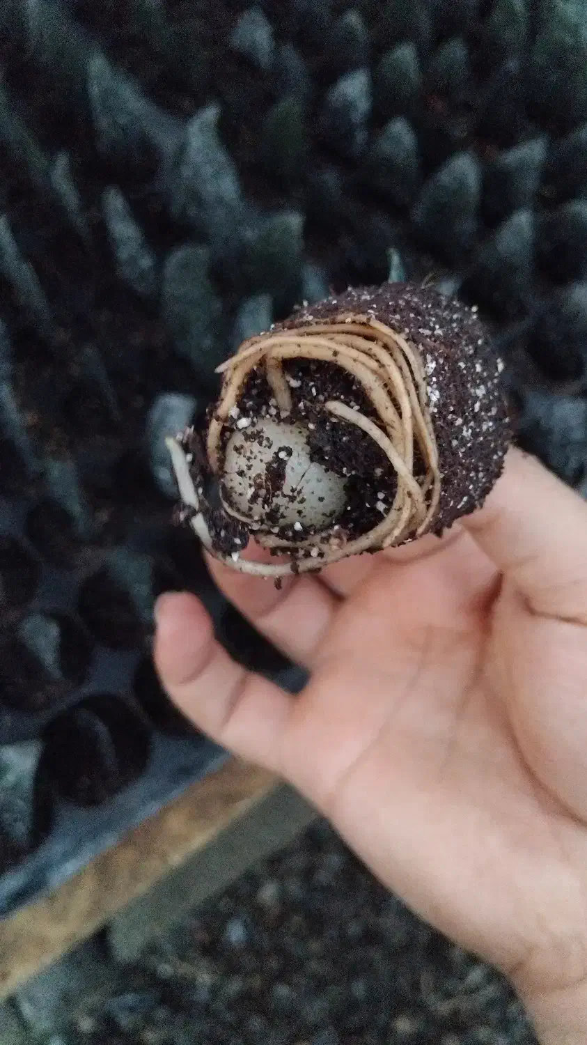 برگ ریشه دار زاموفیلیا بلک|گل و گیاه طبیعی|بهنمیر, |دیوار