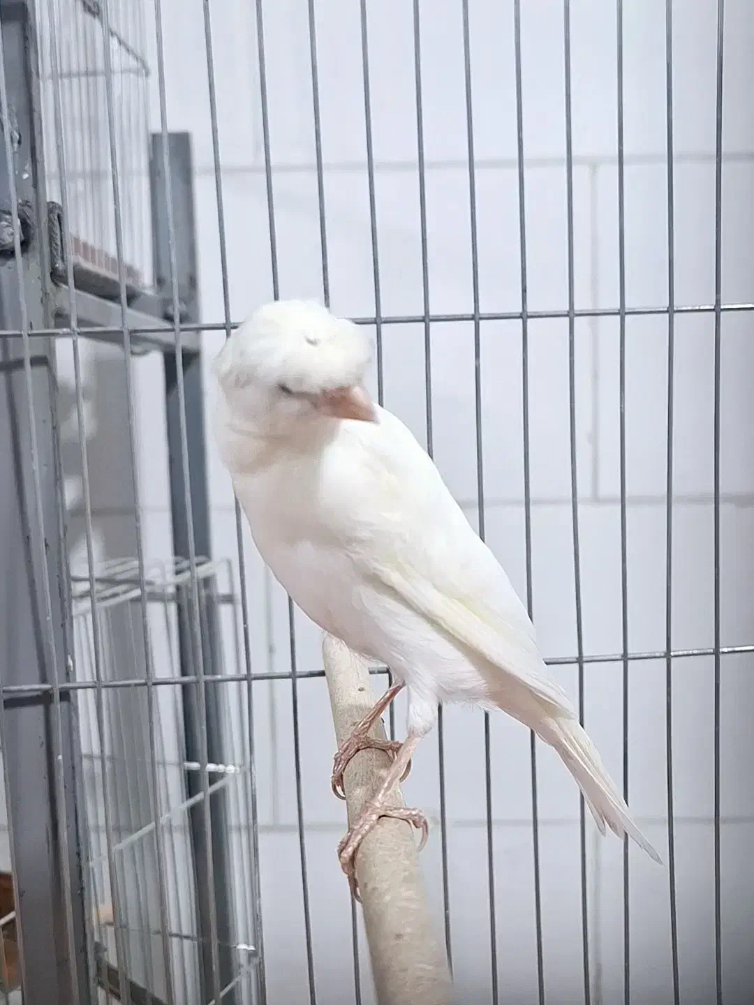 قناری سفید کاکلی. نر دهن زن|پرنده|شیراز, پودنک|دیوار