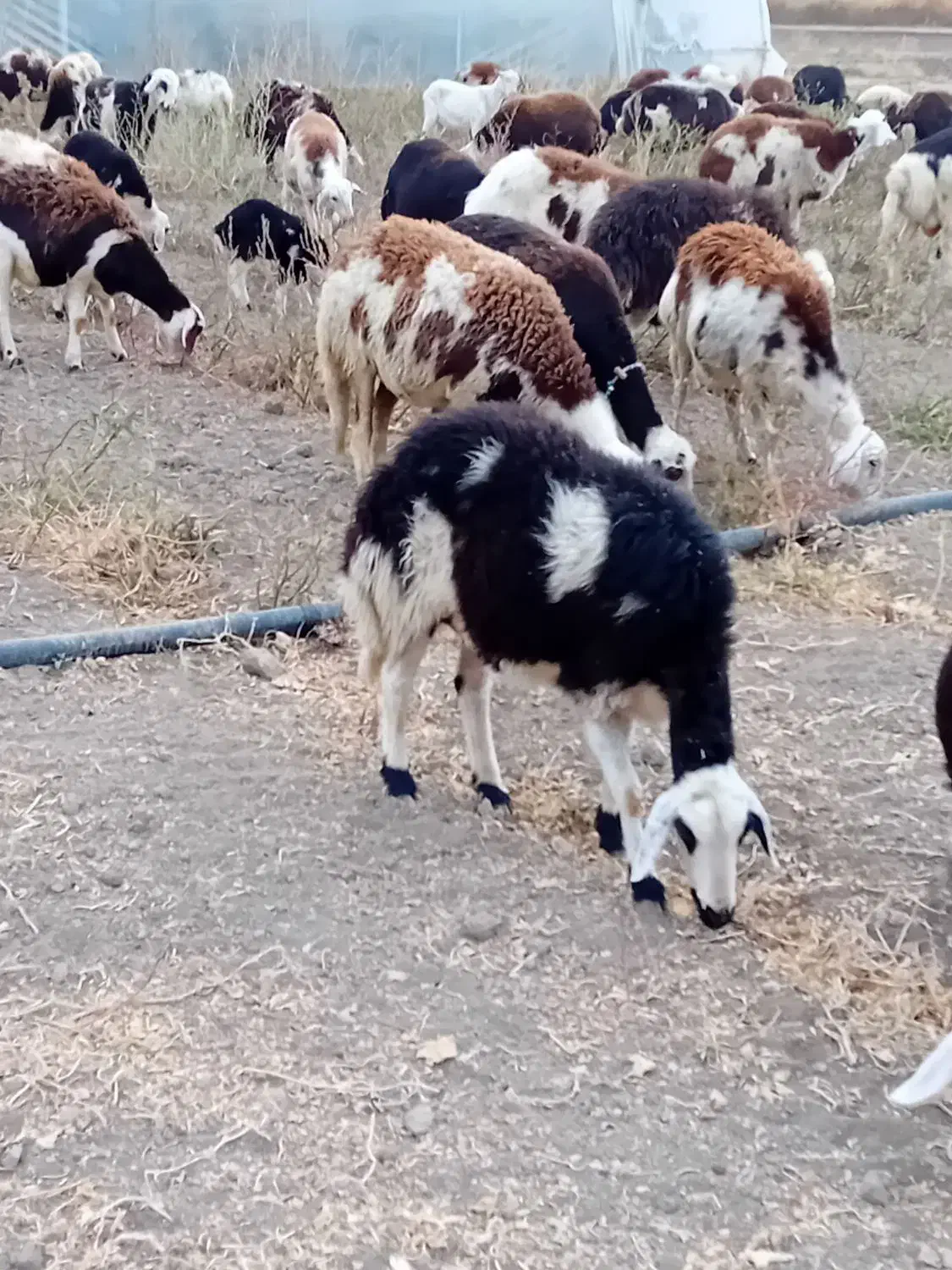 یه میش و بره و دوتا شیشک پلنگی|حیوانات مزرعه|بروجرد, |دیوار