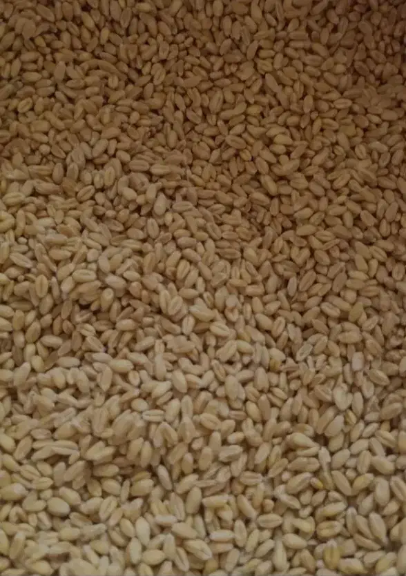 بذر گندم پیشگام و میهن گواهی شده|عمده‌فروشی|قلقل رود, |دیوار