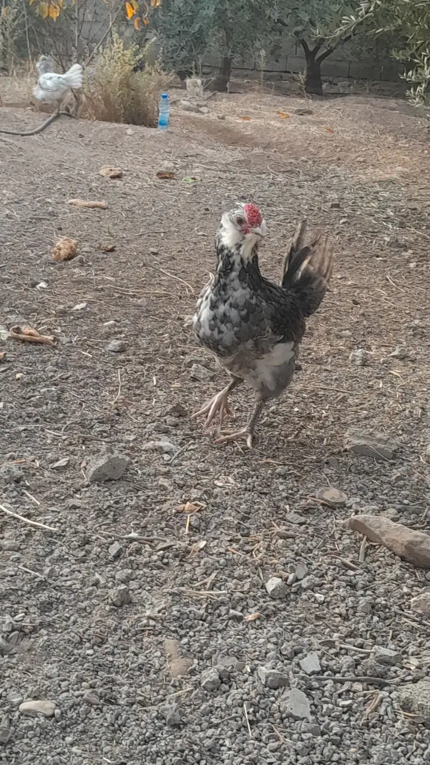 نیمچه گلین|حیوانات مزرعه|طارم, |دیوار