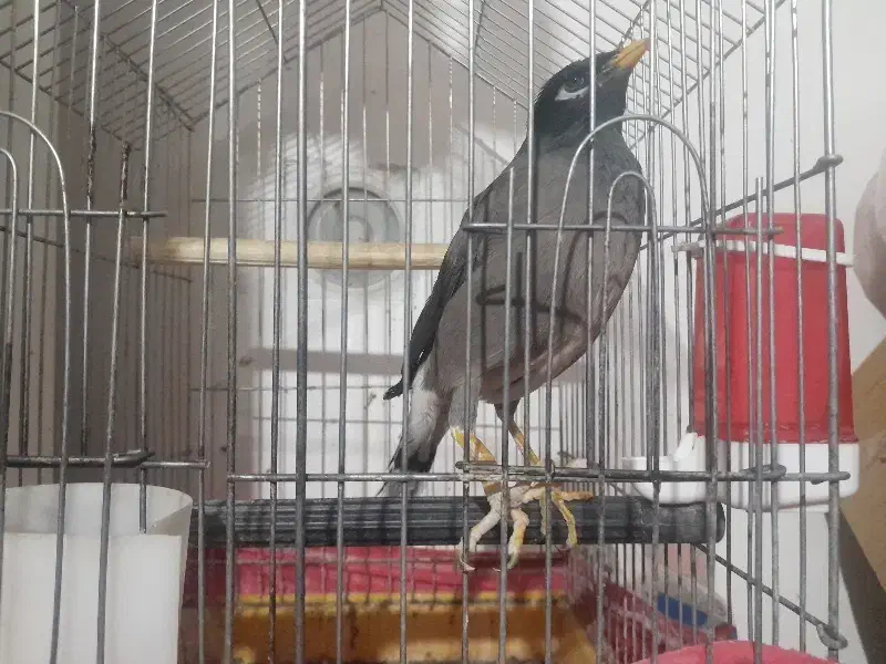 مرغ مینا سخنگو|پرنده|کرمان, |دیوار