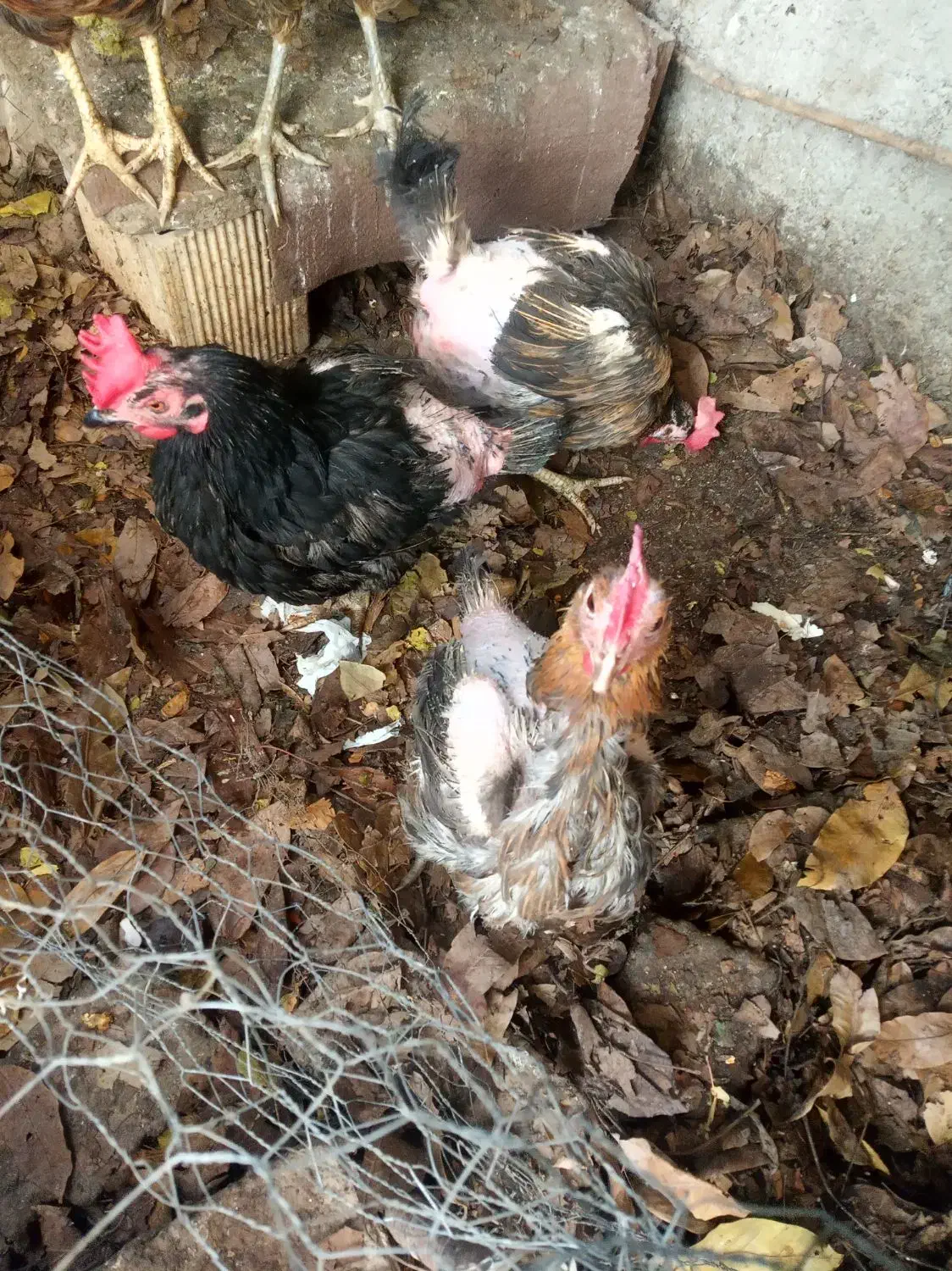 مرغ رسمی تخم گذار|حیوانات مزرعه|هشتگرد, تهران دشت|دیوار