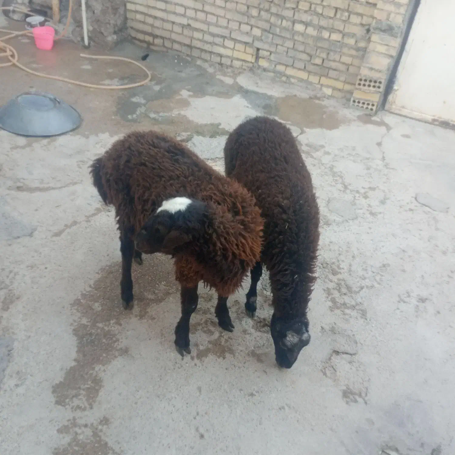 دو بره یک نر ویک ماده|حیوانات مزرعه|شوشتر, |دیوار