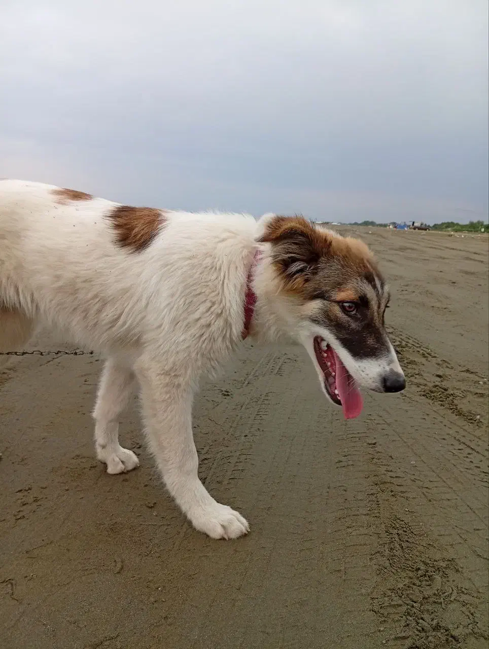 واگذاری سگ ژرمن میکس محلی رایگان|سگ|ماسال, |دیوار