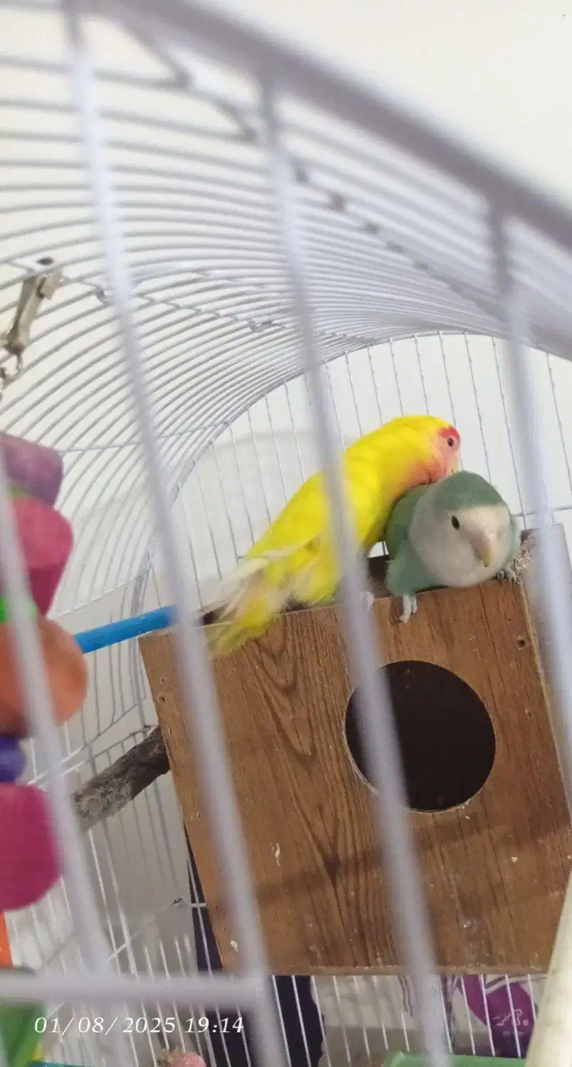 کوتوله بریزیلی|پرنده|مشهد, هنرور|دیوار