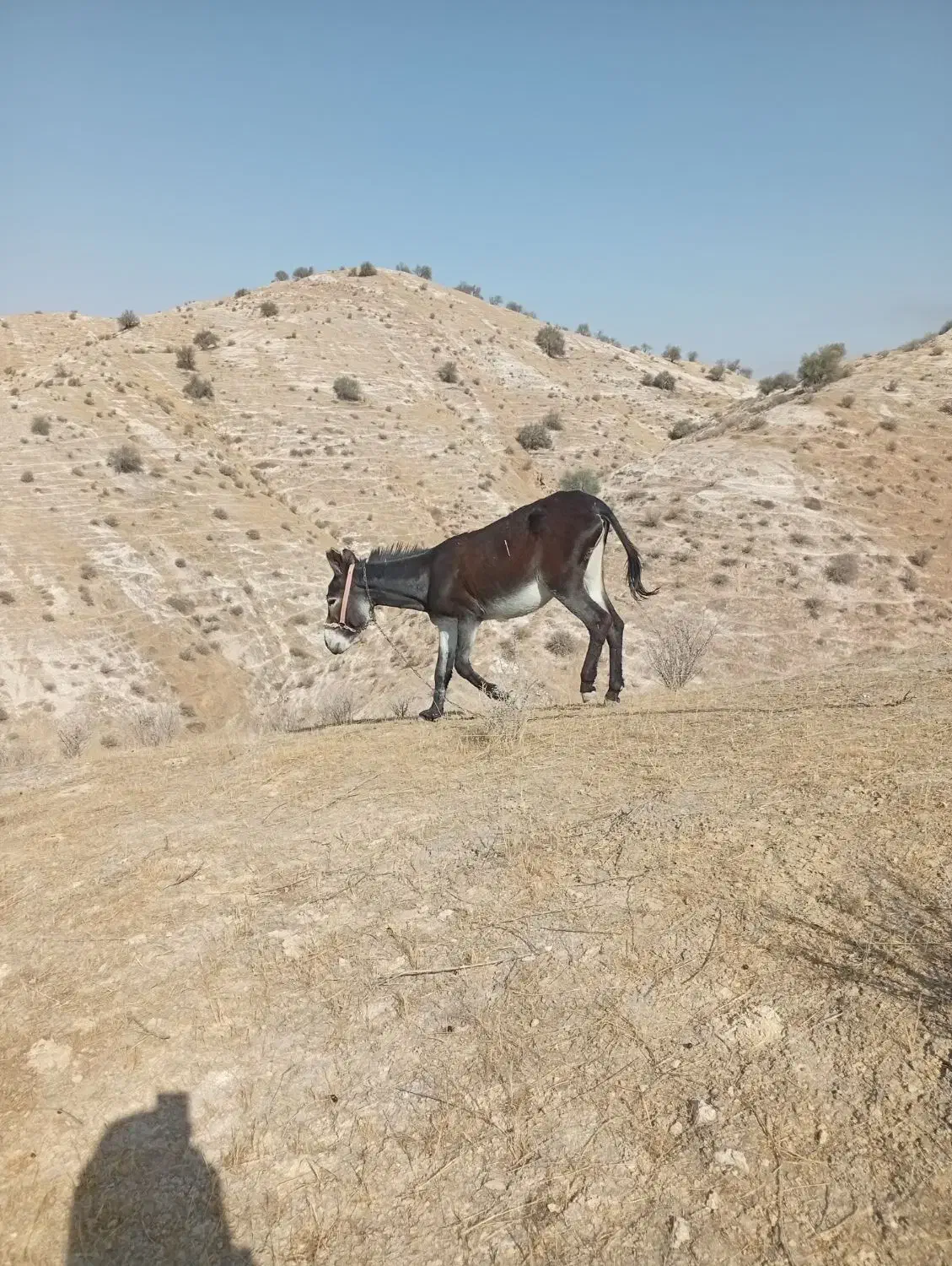 الاغ|حیوانات مزرعه|دهدشت, |دیوار