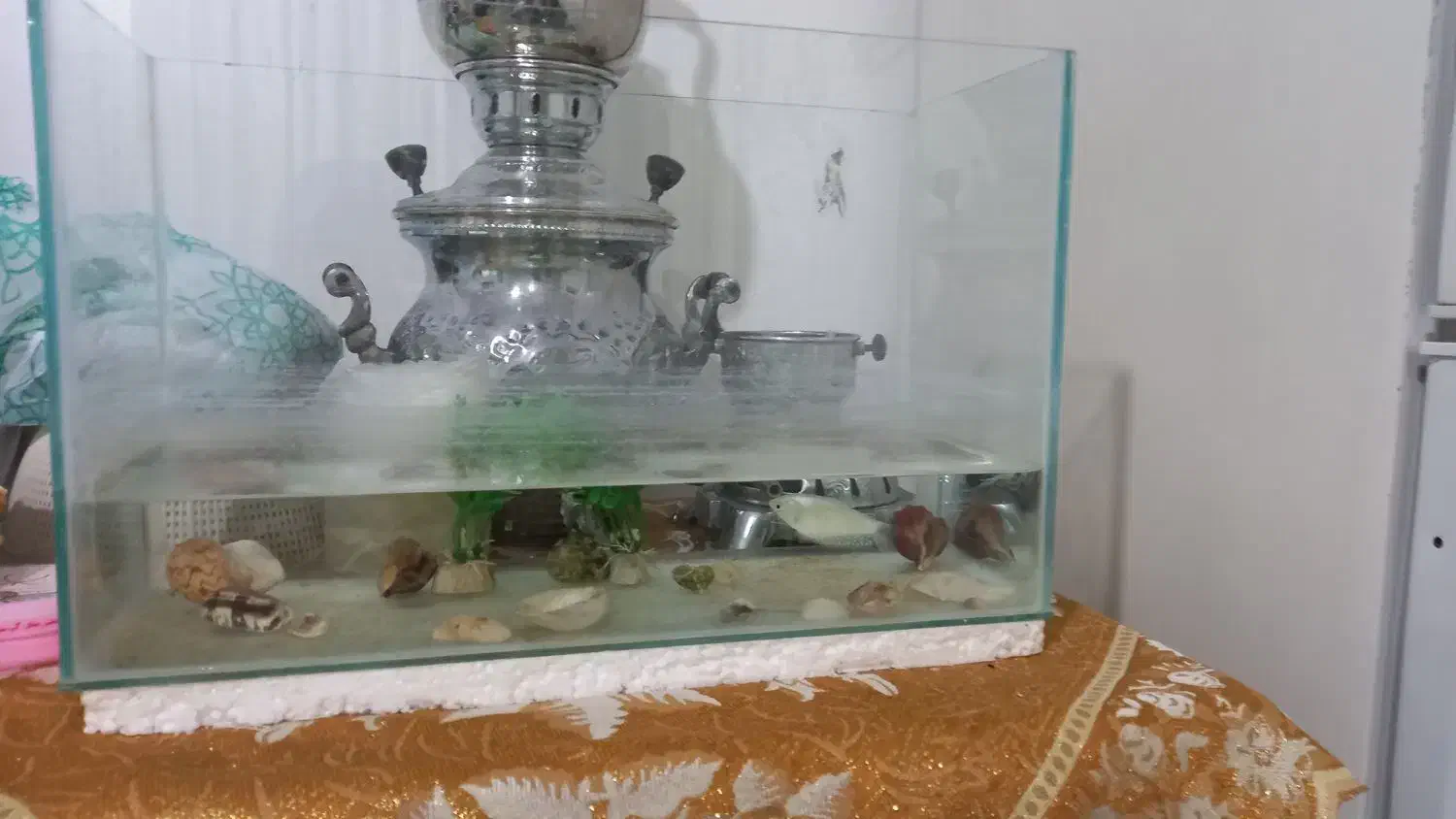 ماهی با اکفاریوم|ماهی|قوچان, |دیوار