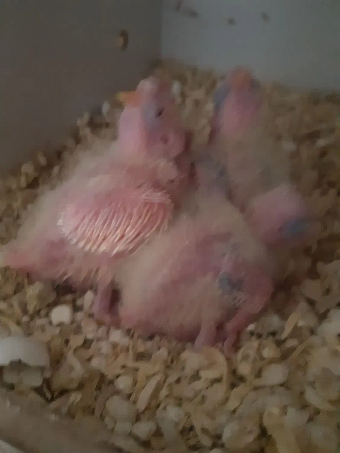 جوجه عروس هلندی|پرنده|نسیمشهر, |دیوار