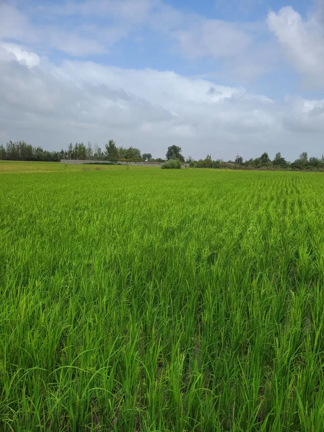 فروش ۱۴۰۰۰متر شالیزار در جاده جویبار|فروش دفتر صنعتی، کشاورزی، تجاری|ساری, |دیوار