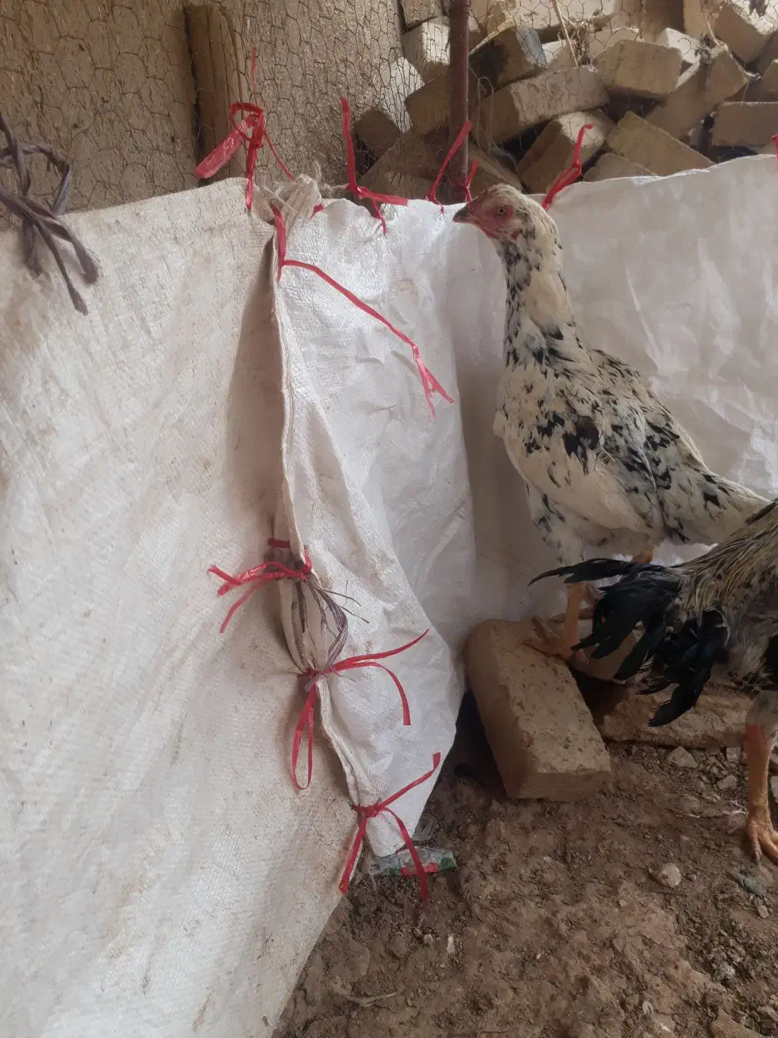 مرغ لاری|حیوانات مزرعه|کبودرآهنگ, |دیوار