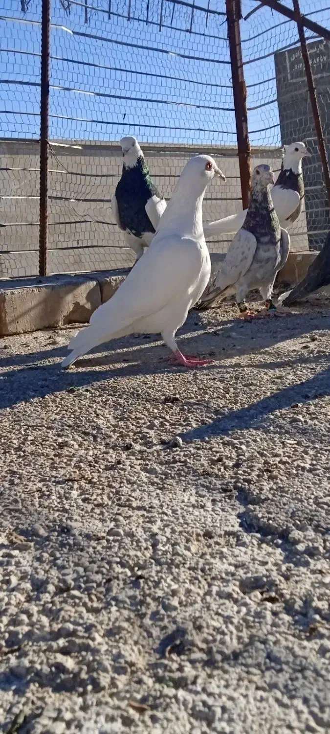 دوتا هفرنگ|پرنده|اسفراین, |دیوار