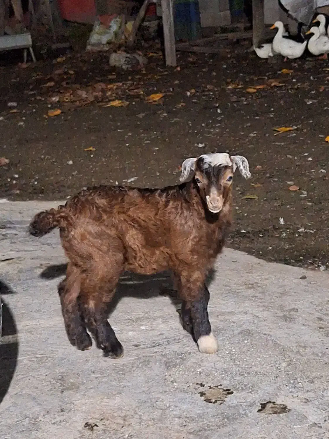 خوشکل دوست داشتنی|حیوانات مزرعه|حویق, |دیوار