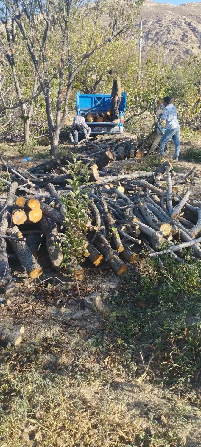 خرید چوب باغات|خدمات باغبانی و درختکاری|چناران, |دیوار