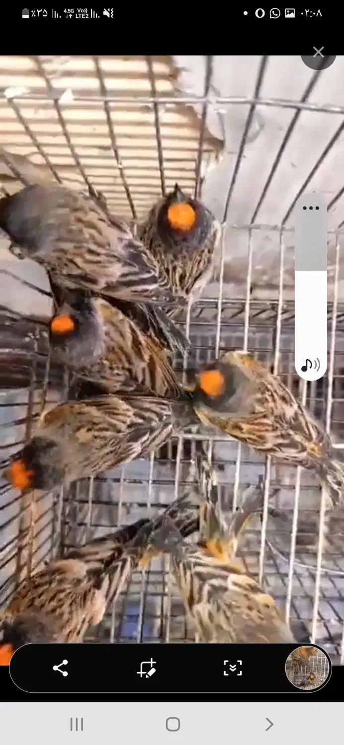 گلبسر قناری|پرنده|رامهرمز, |دیوار