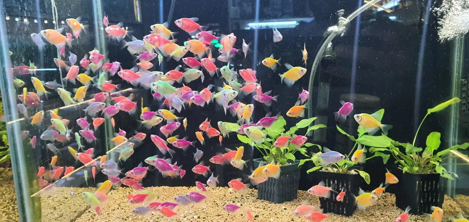 مولی گوپی پلاتی سوارتیل آنجل|ماهی|مشهد, فرهنگیان (شهرک غرب)|دیوار