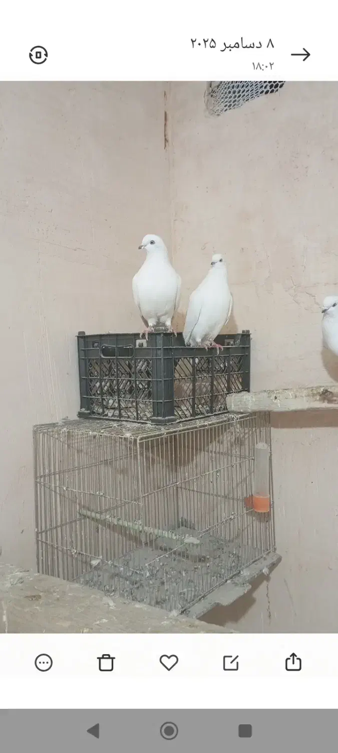 نروماده هردو آماده|پرنده|آذرشهر, |دیوار