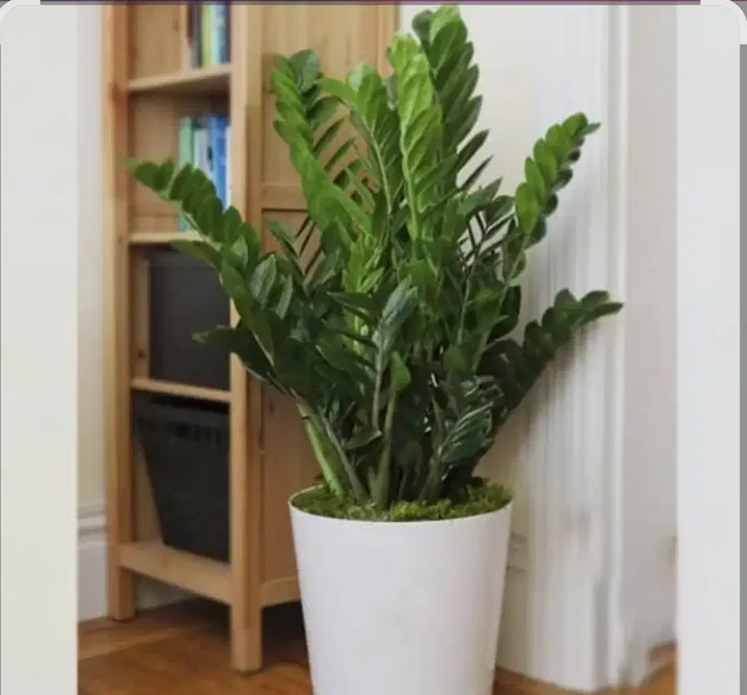 گل زاموفیلیا خیلی خوش رنگ خوش برگ|گل و گیاه طبیعی|رضوانشهر, |دیوار