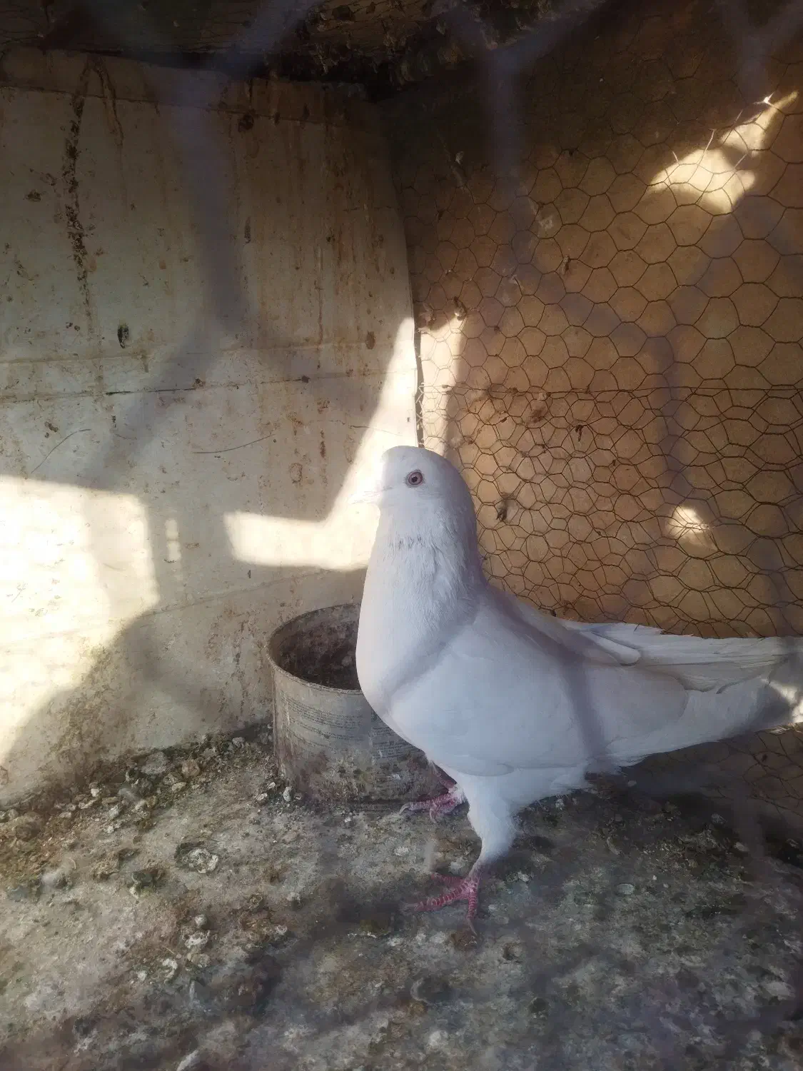 تعدادی گفت.  پدر قناری|پرنده|نجف‌آباد, گلدشت|دیوار