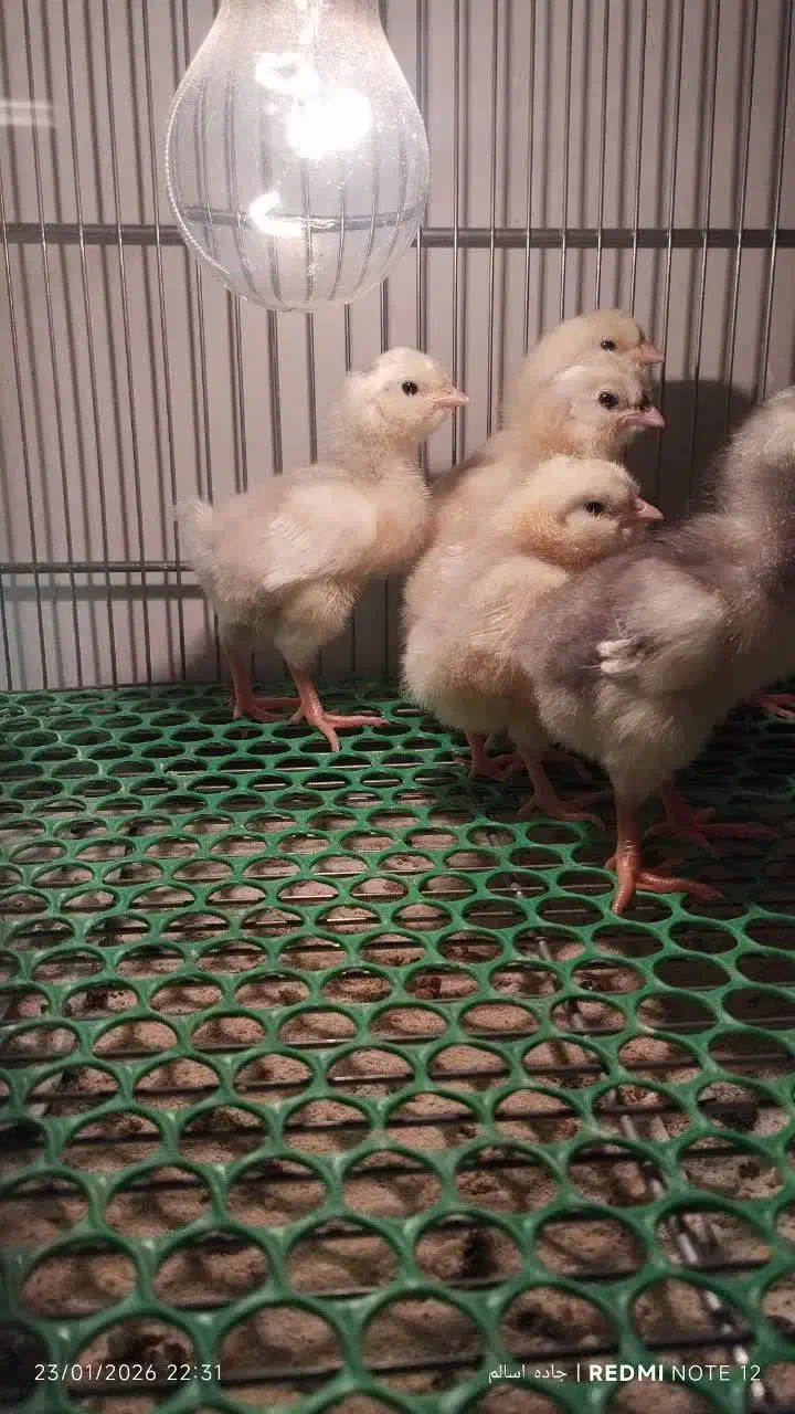 جوجه گلین اصیل|حیوانات مزرعه|قرچک, پویینک|دیوار