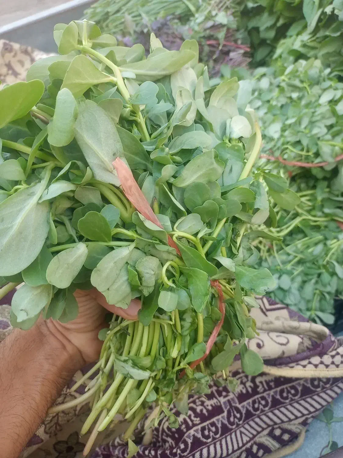 سبزی خوردنی|خوردنی و آشامیدنی|اهواز, فاز ۲ پادادشهر|دیوار