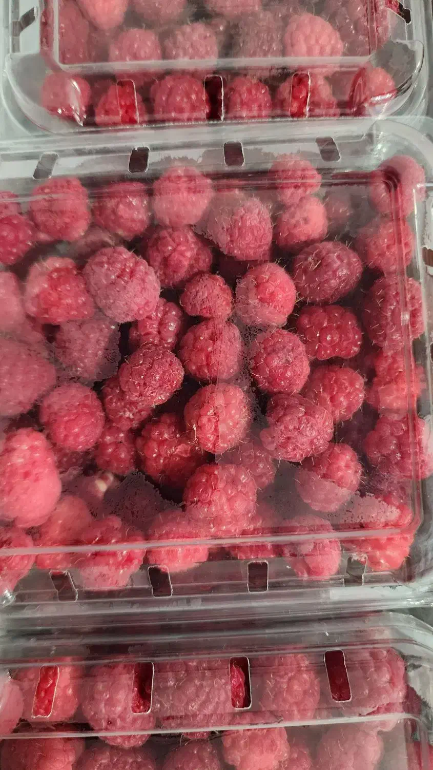 رزبری قرمز درجه ۱ (فریز)|خوردنی و آشامیدنی|تهران, پارک شهر|دیوار