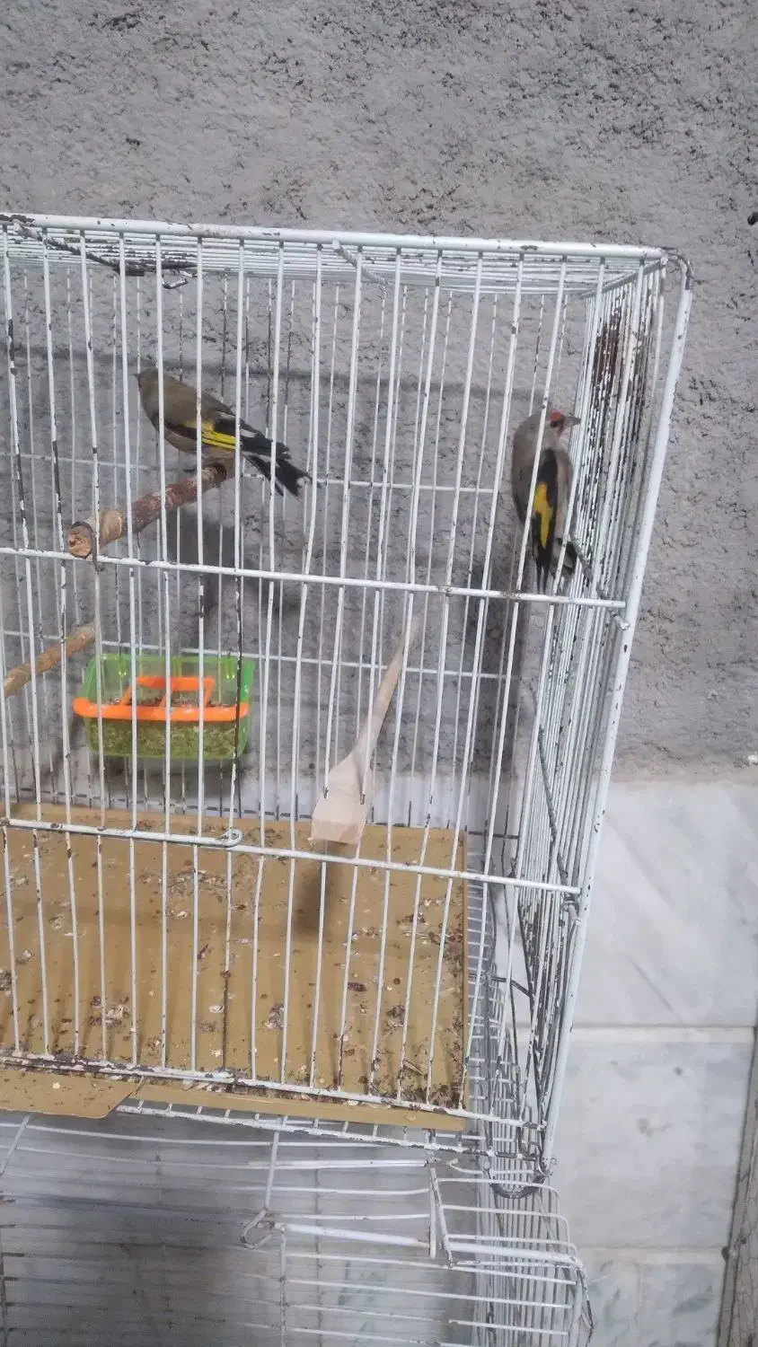 سره نر|پرنده|شیروان (خراسان), |دیوار