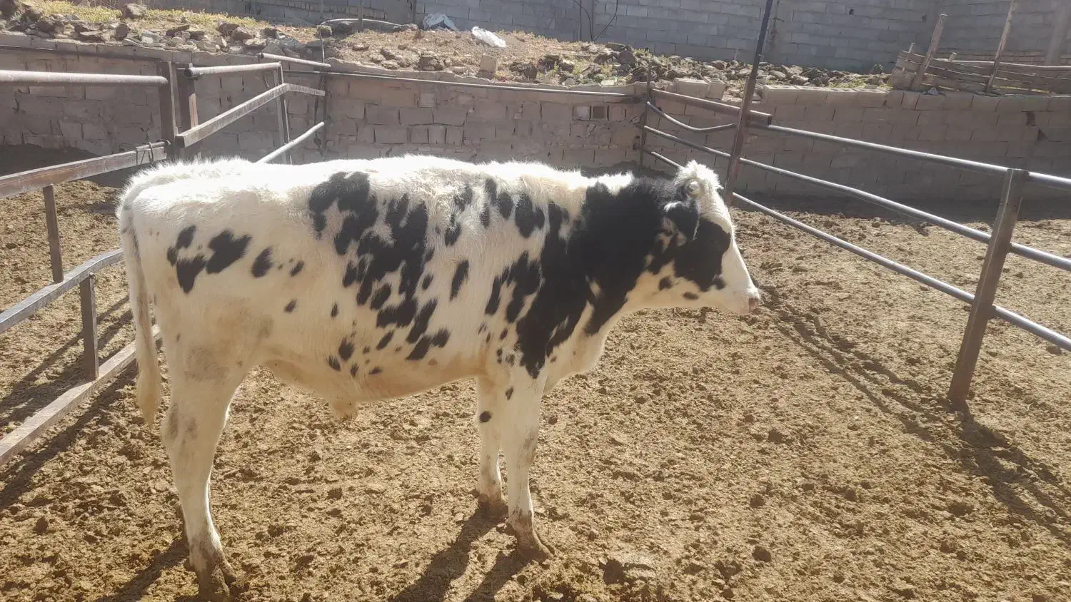 فروش گوساله نر|حیوانات مزرعه|جونقان, |دیوار