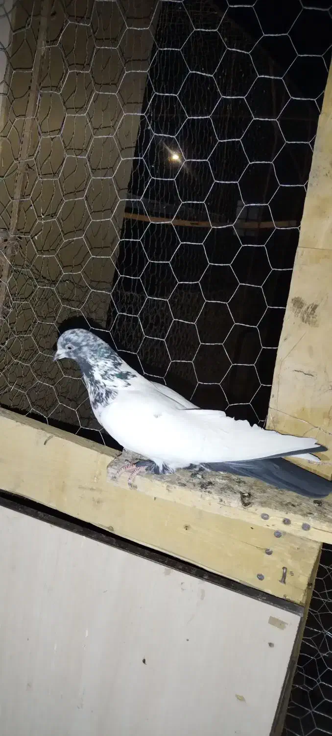 کبوترپرشی|پرنده|میلاجرد, |دیوار