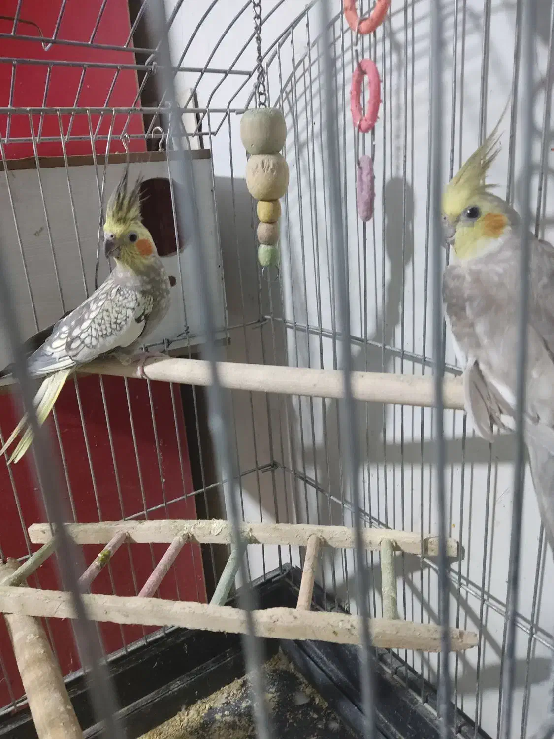 جفت مولد عروس هلندی به همراه دو جوجه خودشون|پرنده|تهران, مسعودیه|دیوار