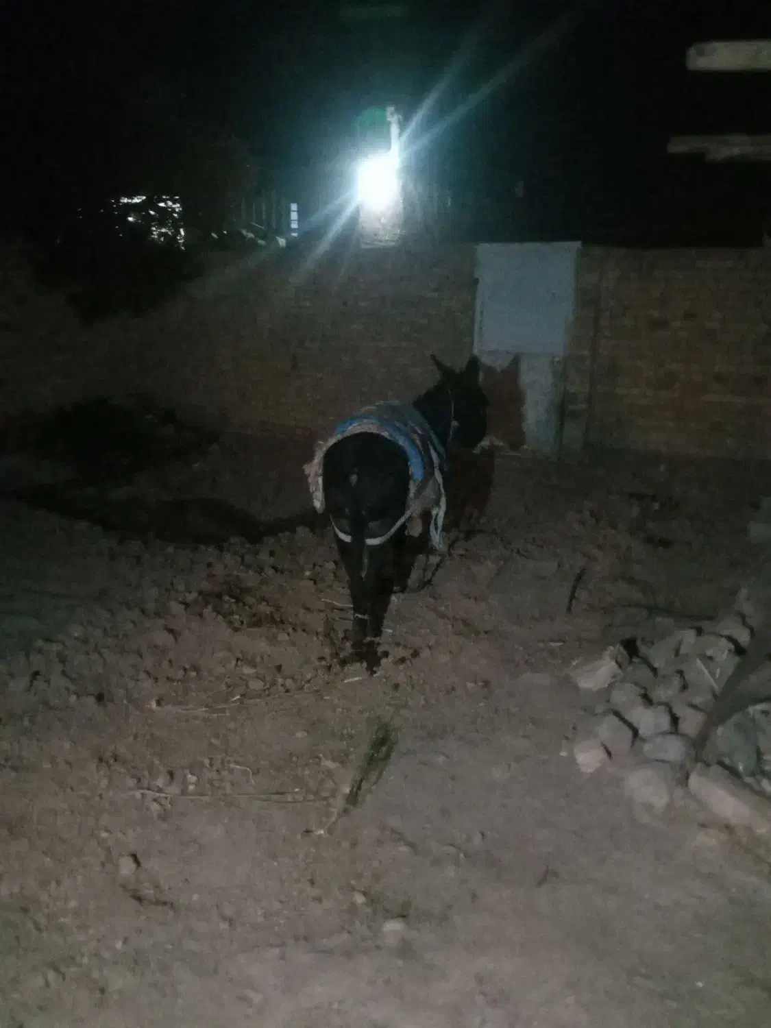 خر سالم|حیوانات مزرعه|میانه, |دیوار