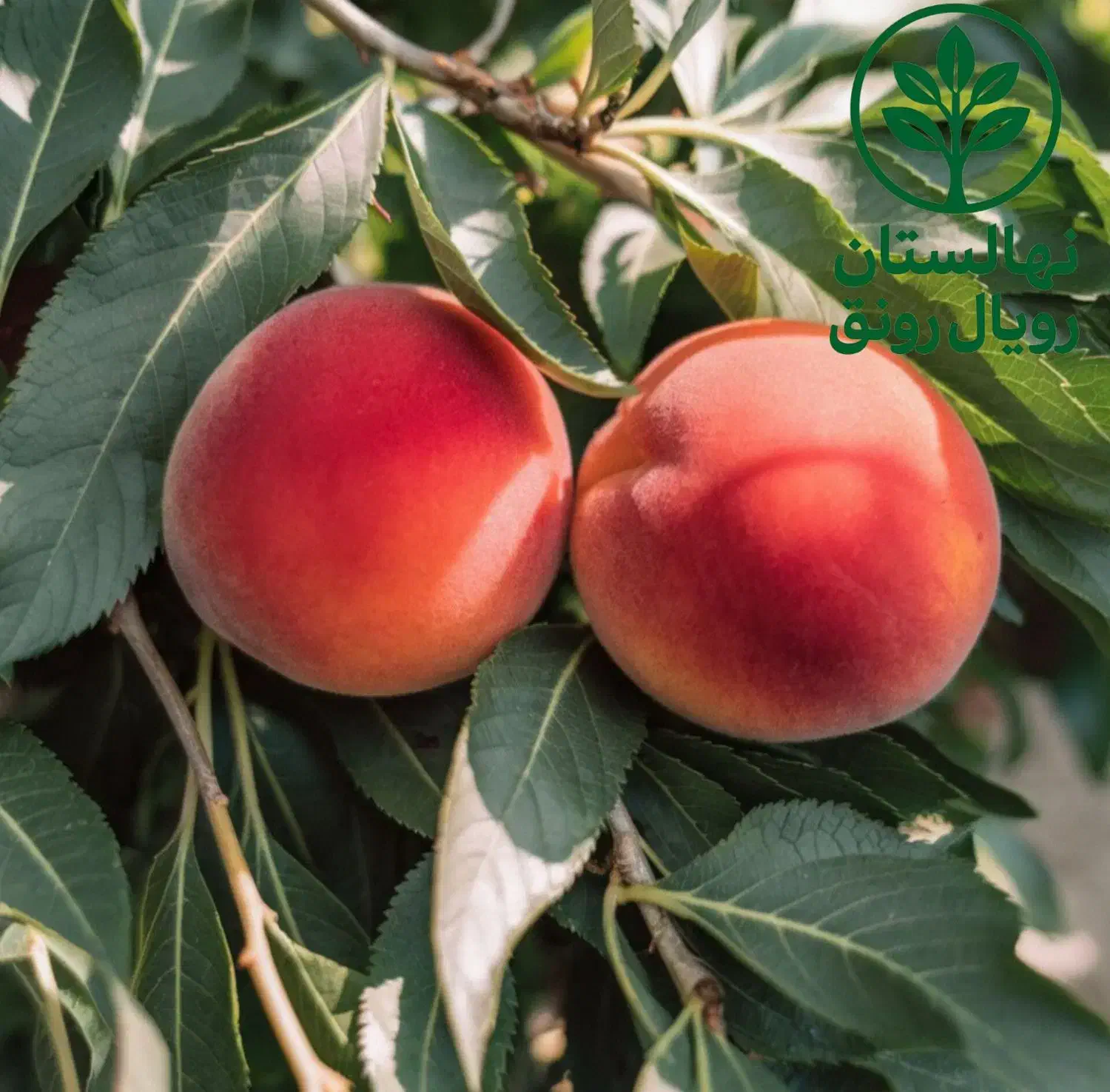 هلو با کیفیت و اصلاحشده|خدمات باغبانی و درختکاری|بروجن, |دیوار