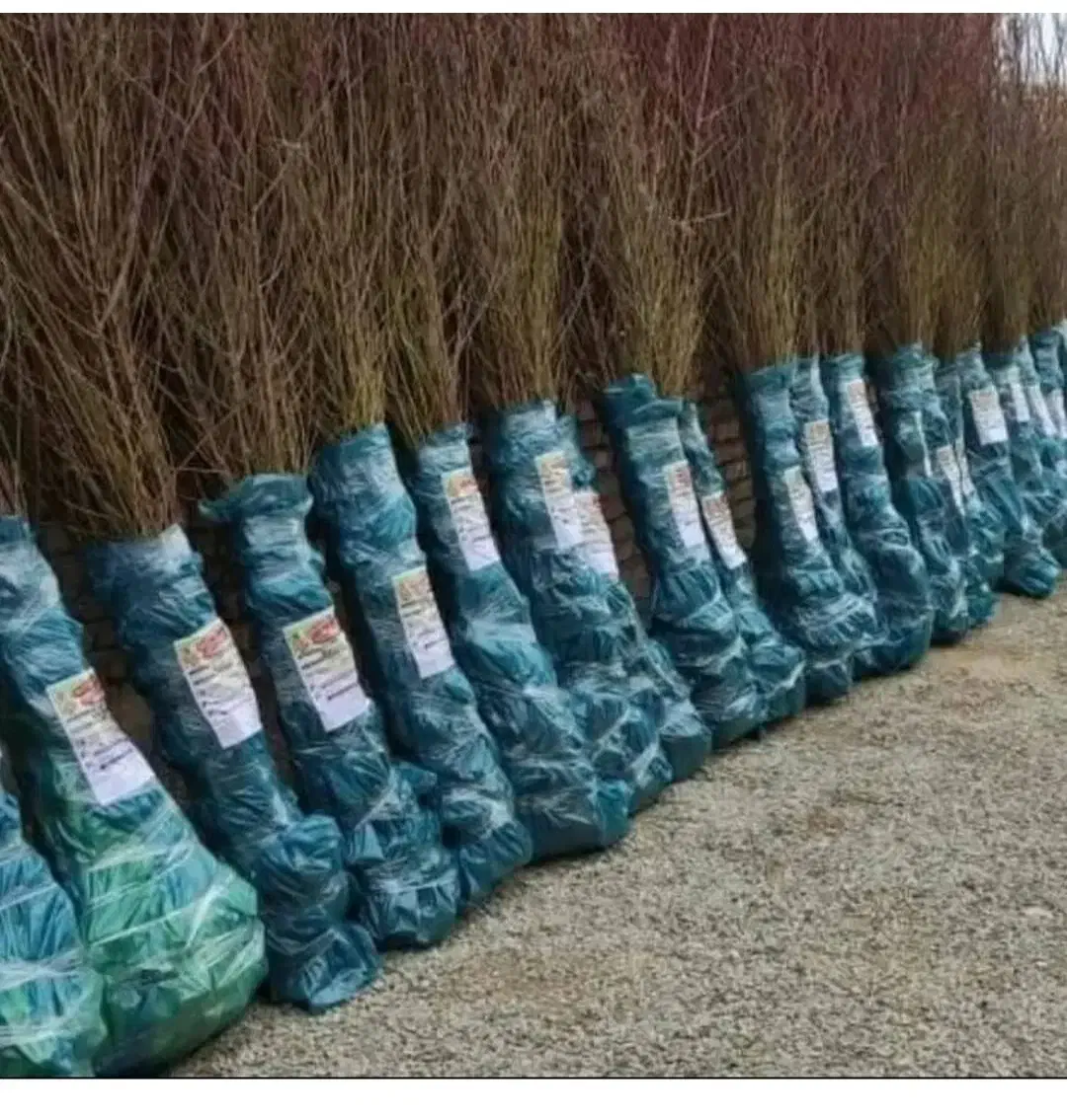 نهالستان بادام و صنوبر و گردو|خدمات باغبانی و درختکاری|تاکستان, |دیوار