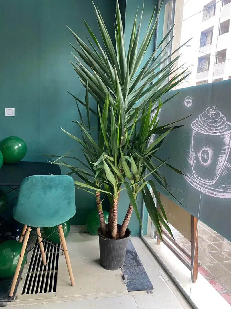 گل فیکوس لیراتا سطل 12|گل و گیاه طبیعی|اصفهان, حسین‌آباد|دیوار