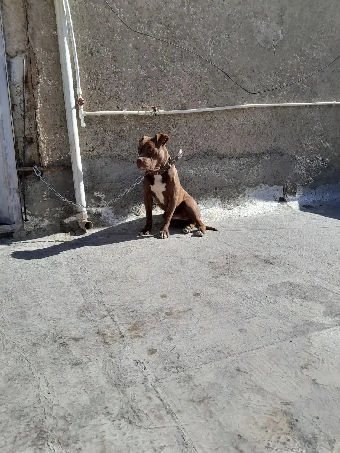 سگ پیت بول اصل|سگ|قدس, شهرقدس|دیوار