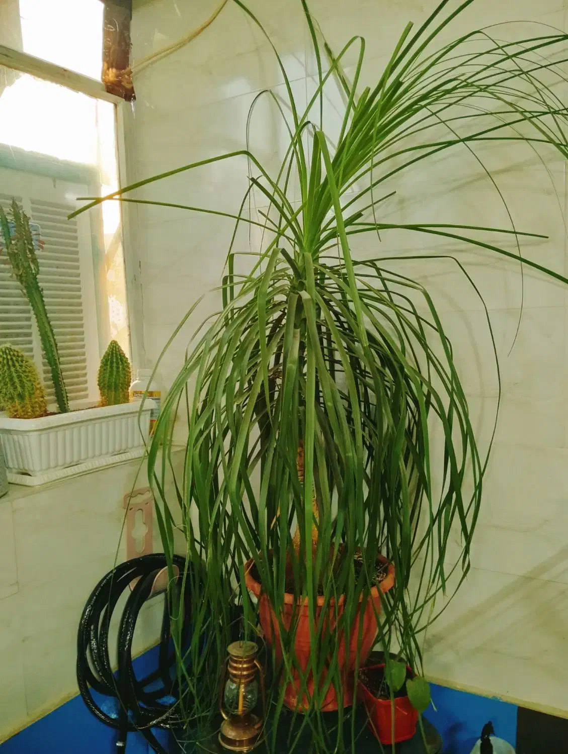 گل لیندا|گل و گیاه طبیعی|پردیس, فاز ۸|دیوار