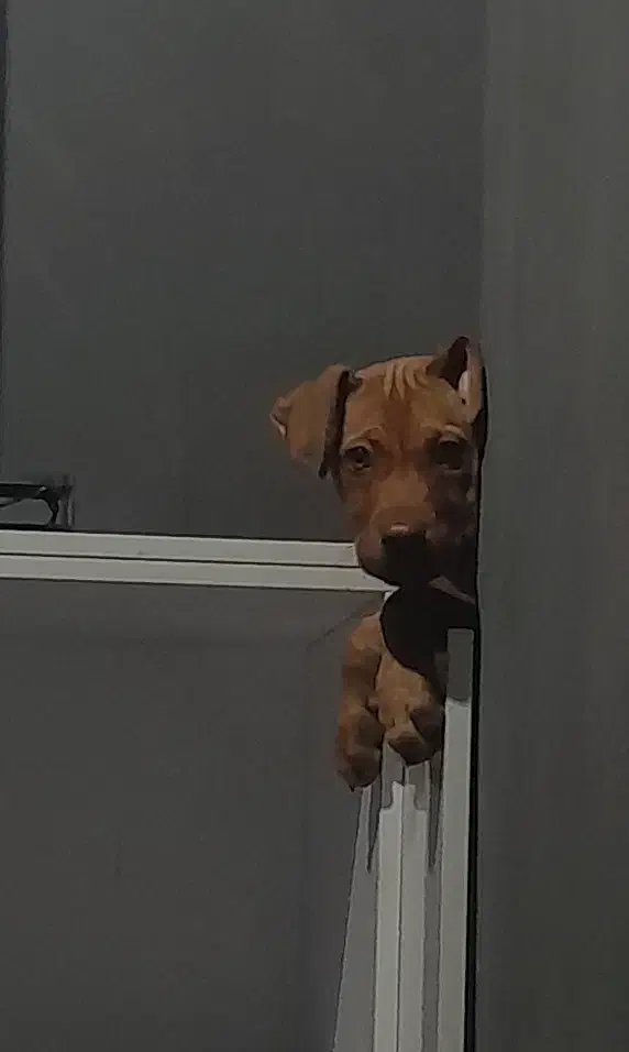 پیتبول|سگ|بجنورد, |دیوار