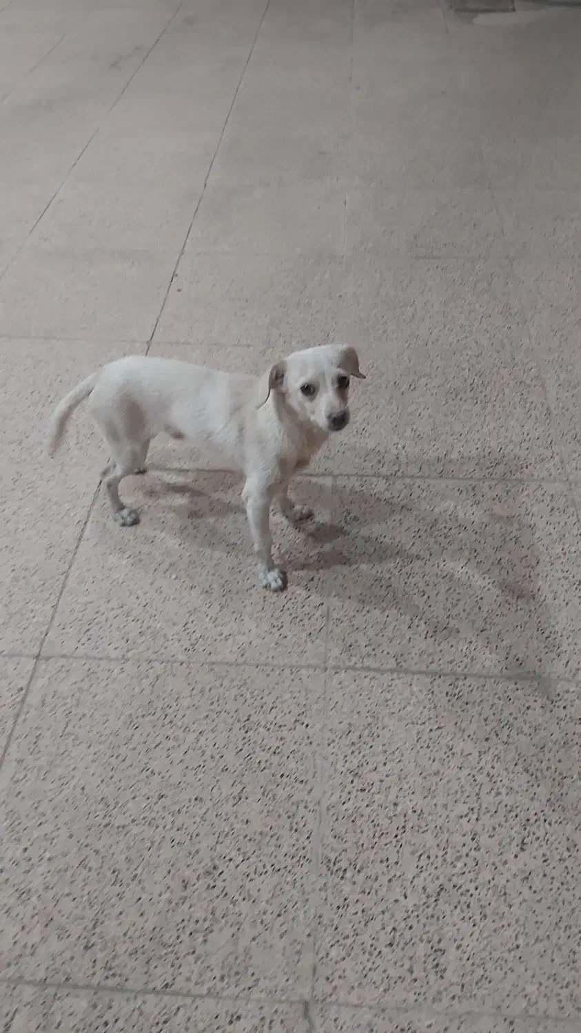 واگذاری رایگان سگ|سگ|رفسنجان, |دیوار