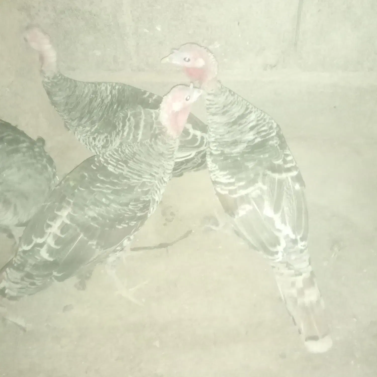 سه عدد بوقلمون سالم|حیوانات مزرعه|زابل, |دیوار